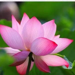 香月儿