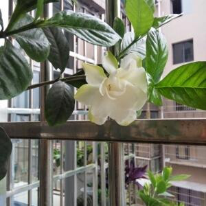 栀子花