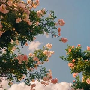 海棠花未眠