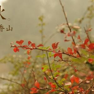 饶军军