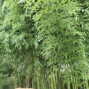 子熠宝贝