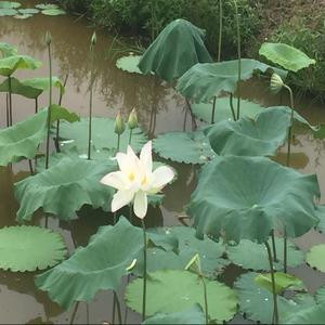 伶琅