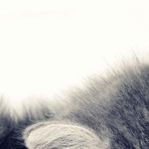 柠檬不萌却很酸