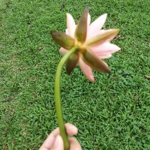 不如不遇倾城色