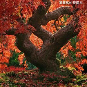 星花丛