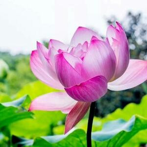 感恩有你