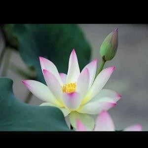 莲花
