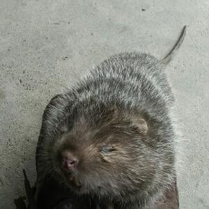 期待