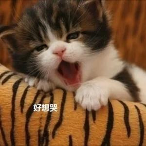 秋雨梧桐夏
