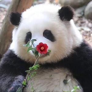 小熊软糖
