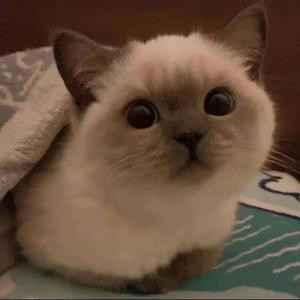 叉烧小包