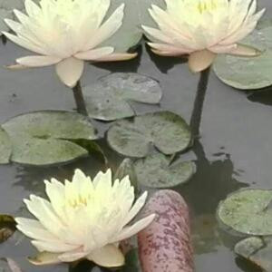 雨梦