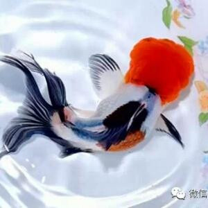 小鱼儿