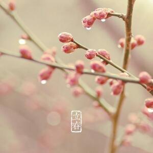 糖糖
