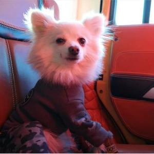 没有刀光剑影的兵荒马乱_