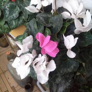 风雨书虫