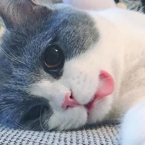 饼饼