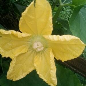 大黄花
