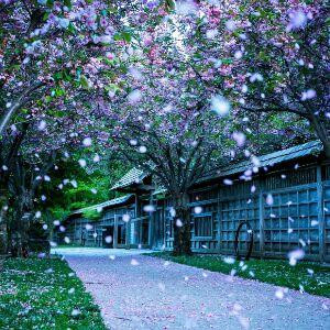 梦雨吟