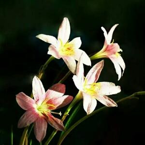 玉兰花