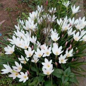 镜中花