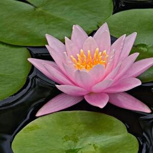 出水芙蓉