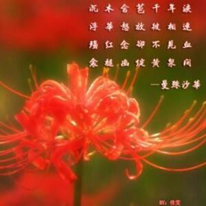 曼珠沙华