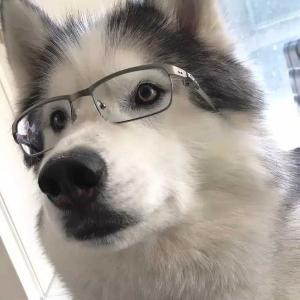 牛宝宝