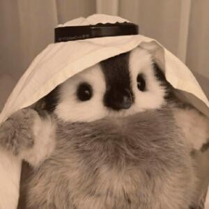 宸