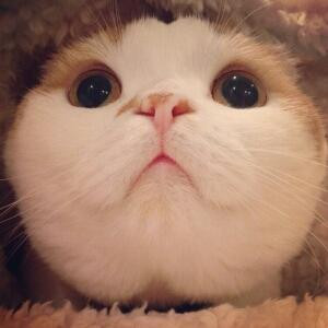 猫小姐