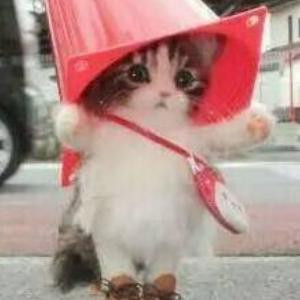 流浪猫