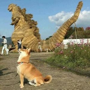訫青