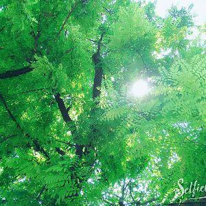 微凉之夏