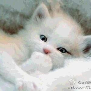 小恒恒