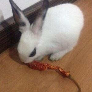 星天麟风