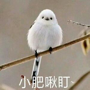 陌上满天星