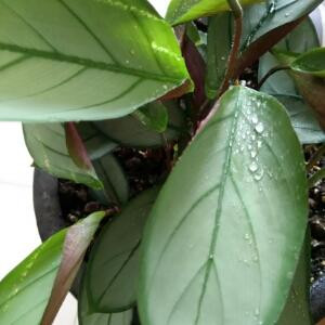 腹有诗书气自华