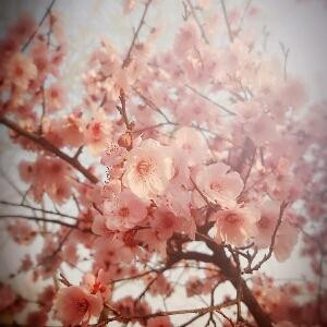 蜡笔小新