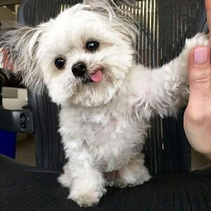 夏绚秋静
