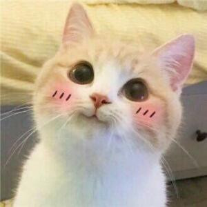 言儒落