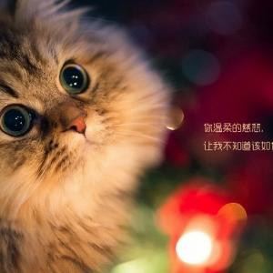 可爱的小猫