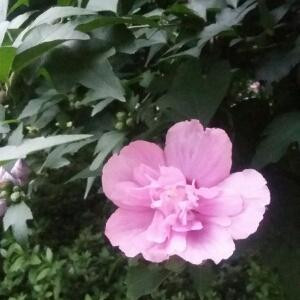 雨