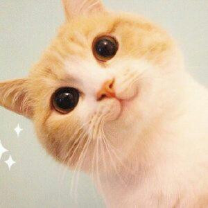 萌猫