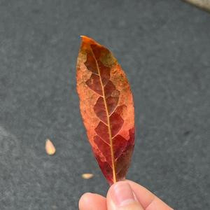 喜爱粘豆包