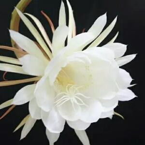 落花