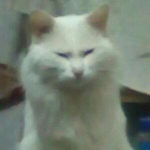 长树的纠结猫