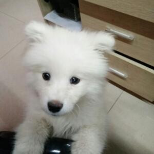 高小皮