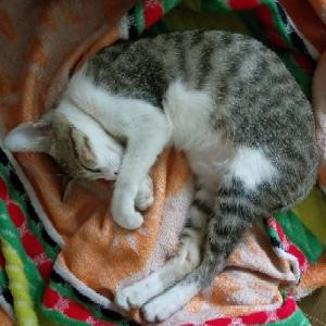爱睡懒觉的猫
