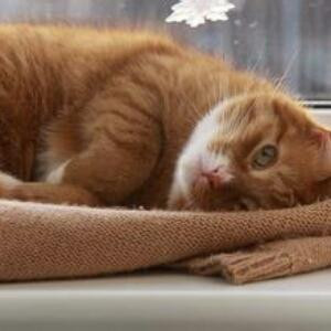 南柯一梦梦南柯