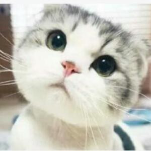 萌猫的喵喵